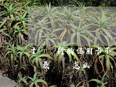 十個銀行的信用卡不還(欠四大銀行信用卡不還,最終會怎么樣?)