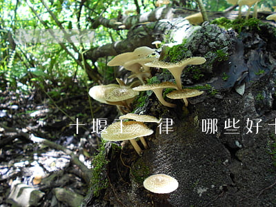 十堰工傷律師哪些好(十堰工傷鑒定在哪里)
