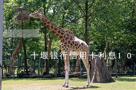 十堰银行信用卡利息(10万信用卡利息)