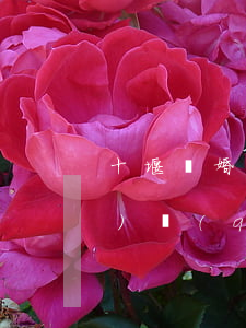 十堰離婚訴訟律師怎么委托(鄖陽(yáng)區(qū)律師事務(wù)所律師電話)