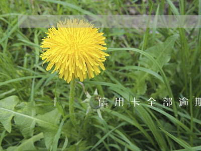 十幾個信用卡全部逾期了（信用卡逾期了十幾塊）