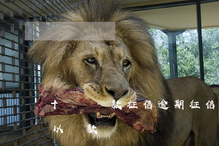 十幾筆貸款征信逾期(征信有幾筆逾期記錄可以貸款)