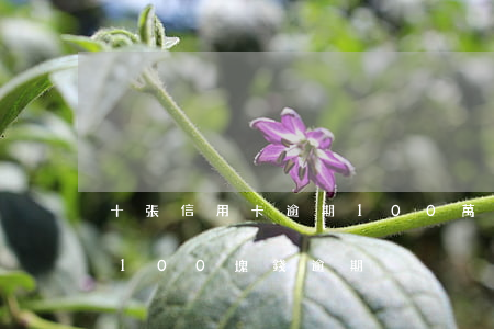 十張信用卡逾期100萬怎么解決-信用卡100塊錢逾期