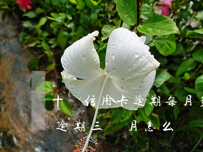 十萬信用卡逾期每月多少利息(信用卡10萬逾期三個月怎么辦)