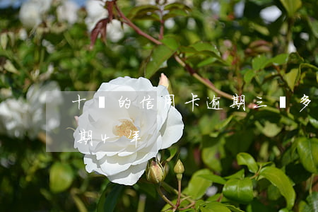 十萬的信用卡逾期三個多月(信用卡10萬逾期4年)