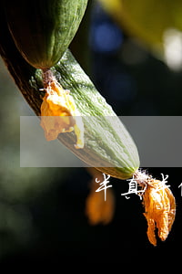 半真半假陰陽假幣(制造半真半假的貨幣)