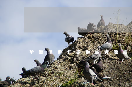 华厦信用卡逾期(做完包皮手术能开车么)