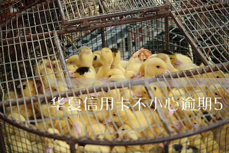 华夏信用卡不小心逾期5天