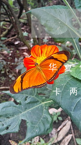 华夏信用卡逾期1万上门了(欠华夏银行信用卡两万三,逾期半年了,会做牢吗)
