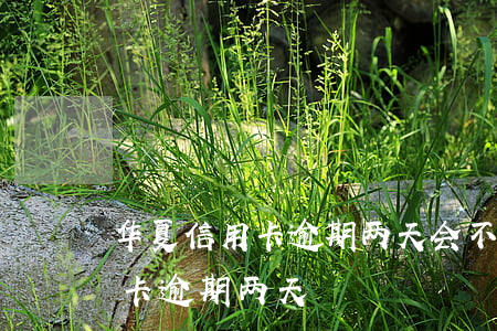华夏信用卡逾期两天会不会上征信（华夏信用卡 逾期两天）