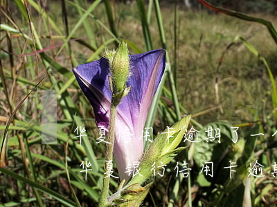 华夏信用卡逾期了一个星期可以还最低吗-华夏银行 信用卡 逾期