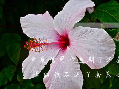 华夏信用卡逾期了还会怎样(欠华夏银行信用卡的钱不还了会怎么样)