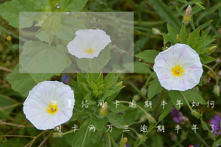 华夏信用卡逾期半年如何协商(欠华夏银行信用卡两万三,逾期半年了,会做牢吗)