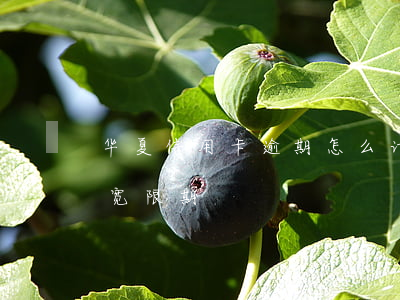 华夏信用卡逾期怎么计算-华夏银行信用卡 宽限期