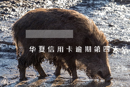 华夏信用卡逾期第四天(信用卡逾期4天)