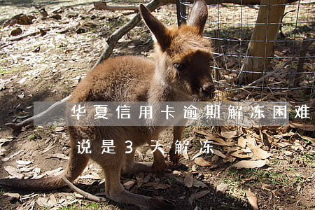 华夏信用卡逾期解冻困难吗(华夏银行卡冻结说是3天解冻)