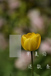 华夏信用卡逾期还款条款-华夏信用卡逾期还款条款是什么