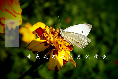 华夏逾期还款怎么收费
