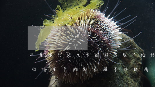 华夏银行信用卡逾期客服不给协商-华夏银行信用卡逾期客服不给协商怎么办