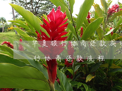 华夏银行协商还款成功案例求回答-华夏银行协商还款流程
