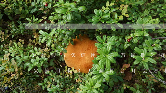 华夏银行欠信用卡3万逾期2年-华夏银行欠信用卡3万逾期2年会怎样