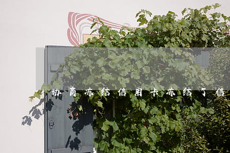 协商冻结信用卡(冻结了信用卡需要还全款吗)