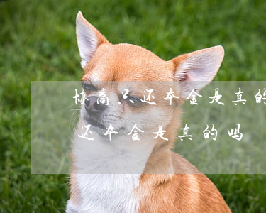 协商只还本金是真的吗(平安普惠可以协商只还本金是真的吗)