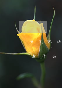 协商只还本金的方案-协商只还本金需要注意什么