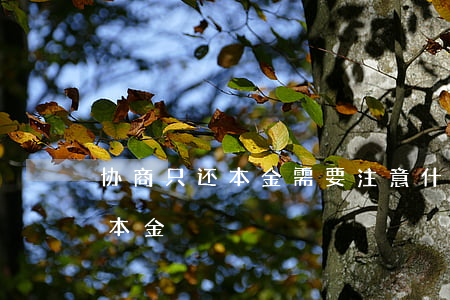 协商只还本金需要注意什么（协商专员说只还本金）