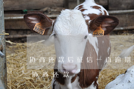 协商还款后征信一直逾期状态（深圳征信逾期协商还款）