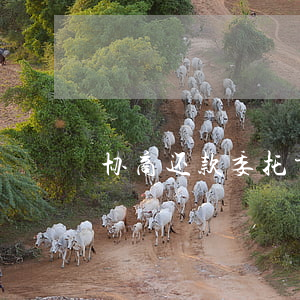 协商还款委托书模板：如何撰写及范本参考