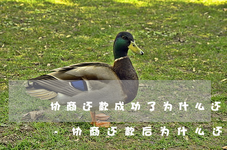 协商还款成功了为什么还有利息账单违约金-协商还款后为什么还有账单