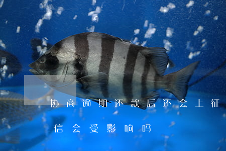 协商逾期还款后还会上征信吗(协商还款后征信会受影响吗)