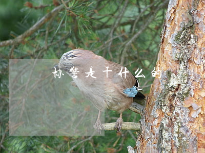 协警是干什么的