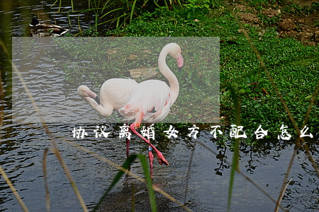 协议离婚女方不配合怎么办