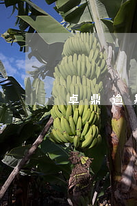 卓鼎逾期還不上怎么辦