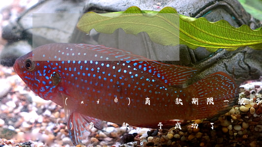 協(xié)商還款期限一般多久(協(xié)商還款終于成功了)