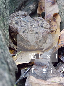 協(xié)議離婚撫養(yǎng)費(fèi)變更