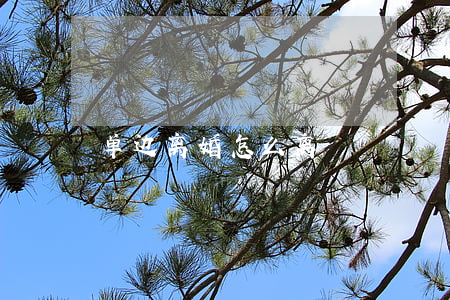 单边离婚怎么离