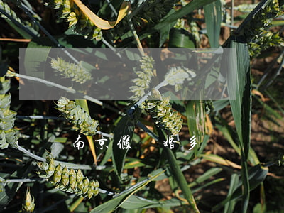 南京假離婚多嗎