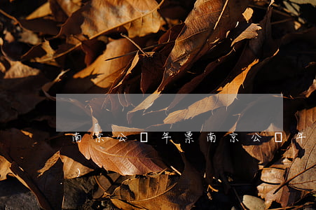 南京公園年票，南京公園年票景點(diǎn)