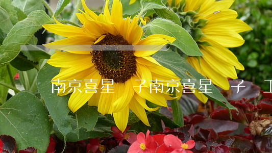 南京喜星電子(南京喜星電子員工宿舍)