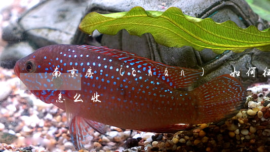 南京房產(chǎn)稅如何征收(南京房稅怎么收)