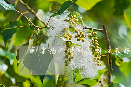 南京扬兴律师怎样(江苏扬翰律师事务所)