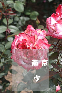 南京請刑事律師要多少錢(北京刑事律師費多少錢)