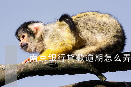 南京銀行貸款逾期怎么弄(江蘇銀行逾期貸款)