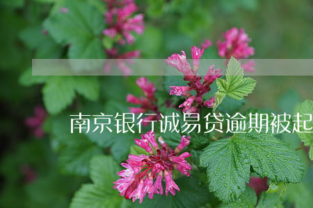 南京银行诚易贷逾期被起诉