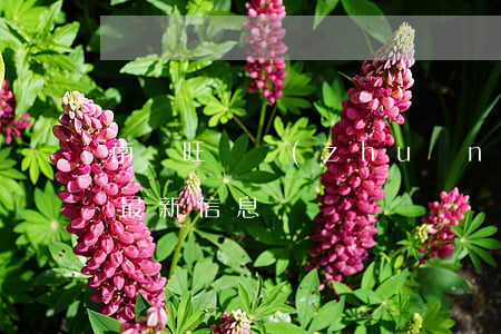 南寧旺鋪轉(zhuǎn)讓(南寧鋪面出租最新信息)