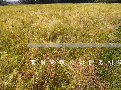 南昌专攻公司债务纠纷律师哪家强