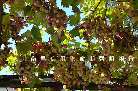 南昌信用卡逾期聲明(銀行對信用卡逾期起訴流程)